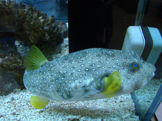  Arothron hispidus (White Spotted Pufferfish, Stars & Stripes Pufferfish)